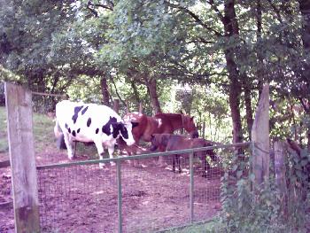Friedliches Beisammen - Pferd mit Kind, das durch eine Kuh bewacht wird !