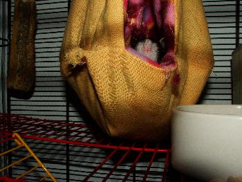 Graun�schen, aus Broschas Perspektive