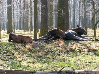 Elche im Leipziger Wildpark