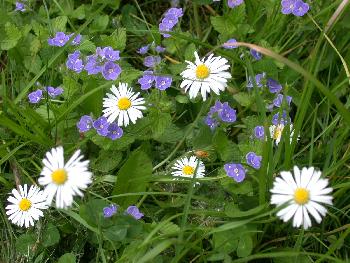 somebody: blumen