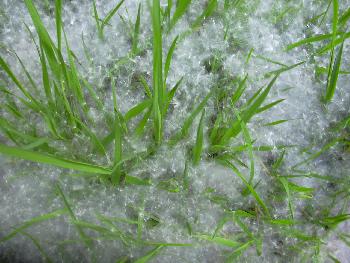 Grn und Weiss