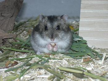 Dsungarischer Zwerghamster