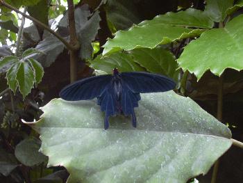 Auch Schmetterlinge tragen schwarz