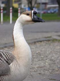 Gans