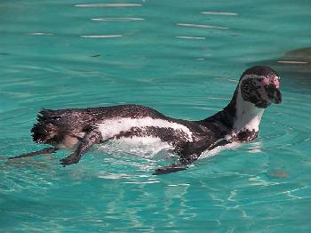 Pinguin