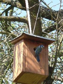 Nachwuchs im selbstgebauten Vogelh�uschen ;)