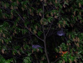 Draussen in strmischer dunkler Nacht schlafen 2 Vgel und wachen bereinander