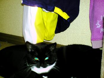 wistful: Und die noch gef�hrlichere Katze