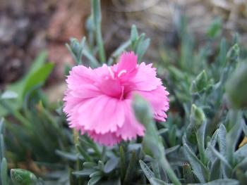 kleine Gebirgsh�ngenelke