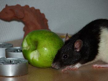 Broscha posiert mit Apfel (und kann ihre Zhne davon nicht lassen)