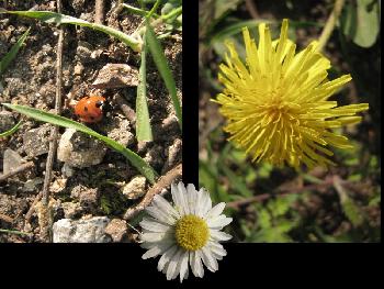 Marienk�fer, L�wenzahn und G�nsebl�mchen