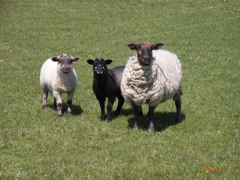 Gruppenbild Schafe