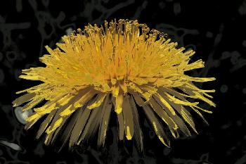 L�wenzahn mal anders 4