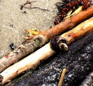 sophilo: Strandgut ...