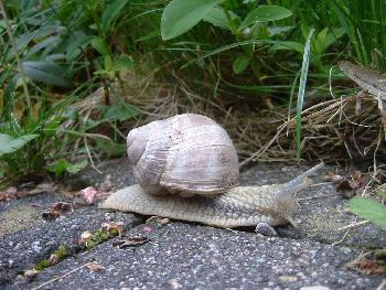 Weinbergschnecke beim morgendlichen  Spaziergang ...