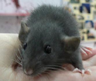 Ratte - Versuchstier des Jahres 2007