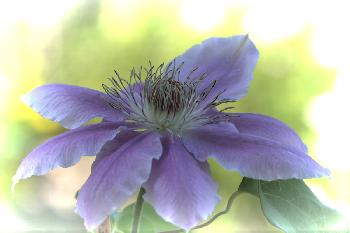 Clematis
