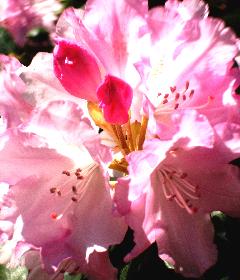 sophilo: LichtTr�ume ...