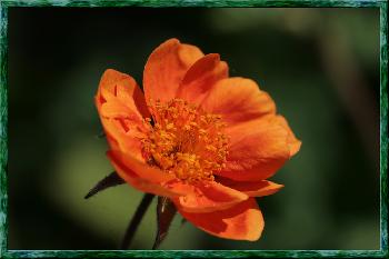 Orange Flower