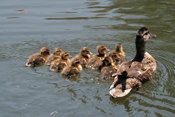Gro�familie unterwegs