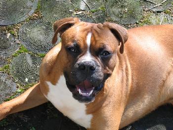 Hmm... was mein Herrchen da wohl macht?