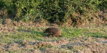 Igel in Bad Emstal (CT 2007)