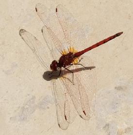 Libelle von der Seite