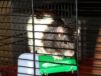 Broscha - heute etwas verwuschelt