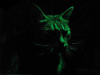 In der Nacht sind alle Katzen grau?