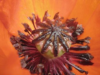 Mohnblume - Bl�tenstempel