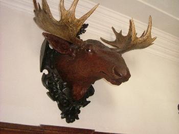 Elch im Gang zu den Zimmern ...