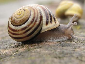 Nacktschnecke