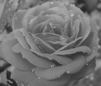 Starbug: Rose (1)