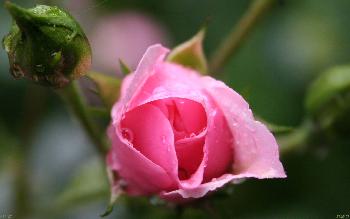 artos: Zarte Rose
