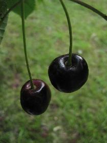 Kirschen