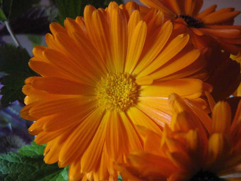 Sommerblumen in orange