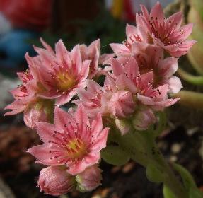 Sendum...es bl�ht im K�bel