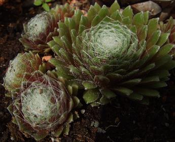 auch das Sempervivum f�hlt sich im K�bel wohl