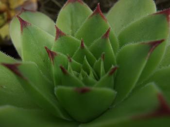 Sempervivum mal ganz nah