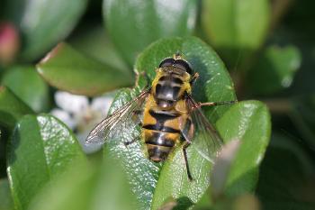 Kleine Pause  auf dem Blatt