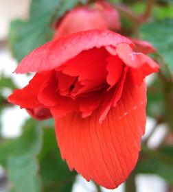 H�ngebegonie....auf meinem Balkon