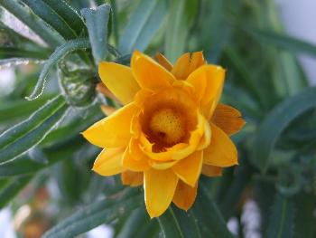 diese Strohblume zierte mal meinen Balkon
