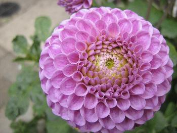 Rosa Dahlie