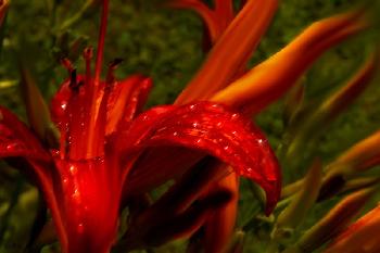 Liliana- der Wunsch einer Anderen Welt