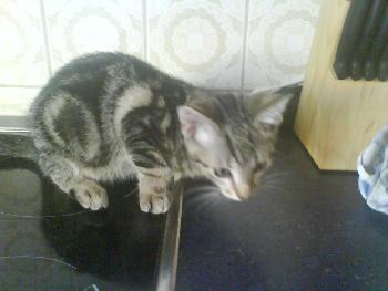 wistful: Das ist Sandy Kleinstein