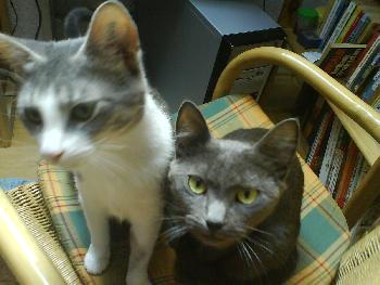 wistful: Die Katzen von meiner Schwester