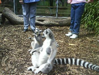 wistful: Das sind die Kattas