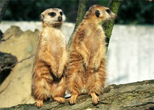 wistful: Die Murmeltiere