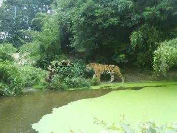 wistful: Der Tiger