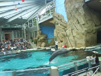 wistful: Delfinshow